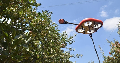 Nieuwsbericht: Vliegende appelplukkers