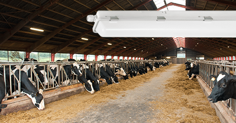 Nieuwsbericht: Norton AXP-V: armatuur voor veehouderij 