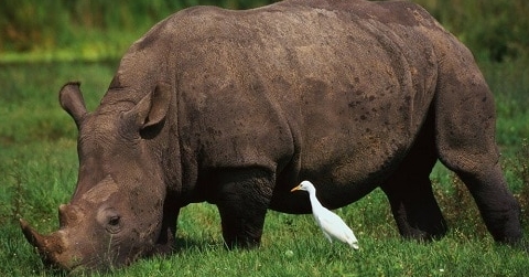 Nieuwsbericht: Sensor beschermt neushoorn